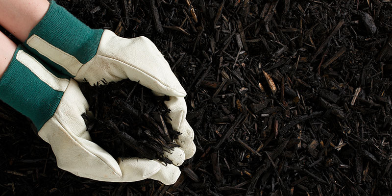 Charcoal Black Mulch